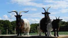 Waliser Schwarzhalsziegen.  Foto: eb