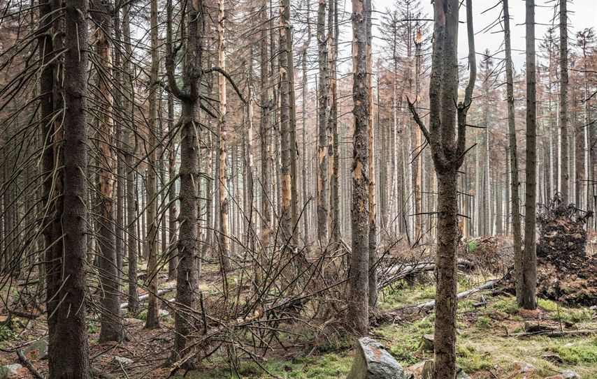 Sieht nicht gut aus im niedersächsichen Wald. Foto: Adobestock