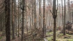 Sieht nicht gut aus im niedersächsichen Wald. Foto: Adobestock