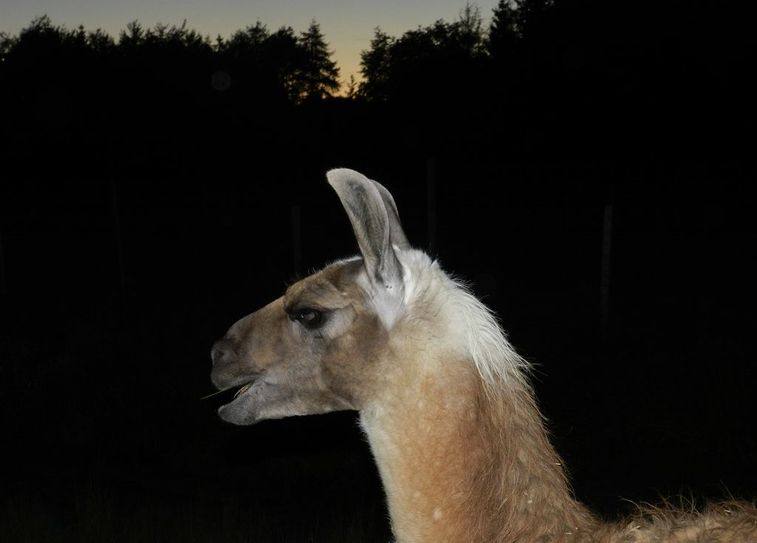 Lama Hannes in der Abenddämmerung.  Foto: eb