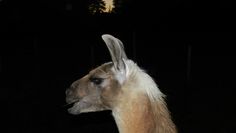 Lama Hannes in der Abenddämmerung.  Foto: eb