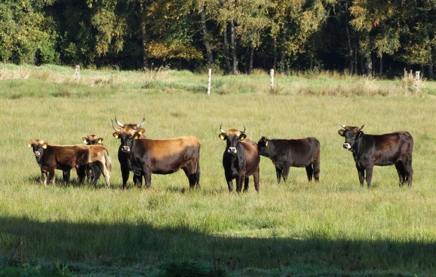 Auf den gepachteten Weiden von Stephan Krümpelmann sind 34 Auerochsen zu Hause.  Foto: eb