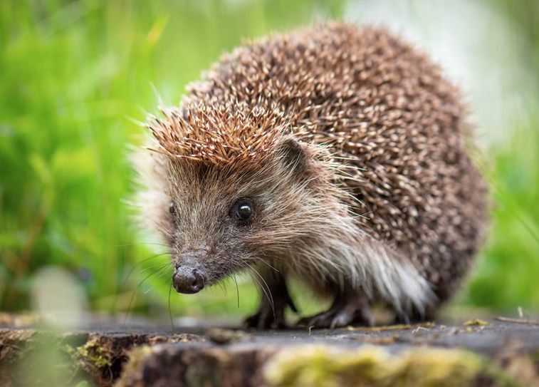 Die Menschen in der Region haben den Igel offenbar ins Herz geschlossen: Über 100 Hilfsangebote erreichten das Netzwerk Igelfreunde nach einem Aufruf.  Foto: eb