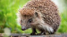 Die Menschen in der Region haben den Igel offenbar ins Herz geschlossen: Über 100 Hilfsangebote erreichten das Netzwerk Igelfreunde nach einem Aufruf.  Foto: eb