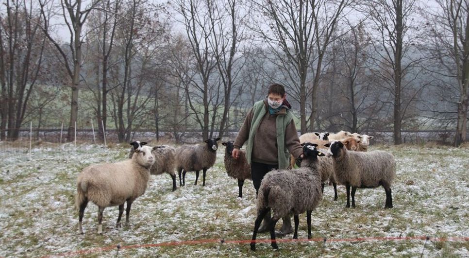 Schafe der Rassen Romanovschafe, Coburger Fuchs, Milchschafe und Mischlinge beweiden die Deponie.  Foto: sr