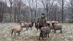 Schafe der Rassen Romanovschafe, Coburger Fuchs, Milchschafe und Mischlinge beweiden die Deponie.  Foto: sr