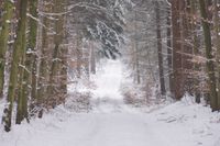 Tiefste Winterwald am Westerberg in Lamstedt. Foto: W. Reimer