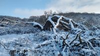 Schneekrakenarme am Worpsweder Weyerberg. Foto: T. Mehrtens