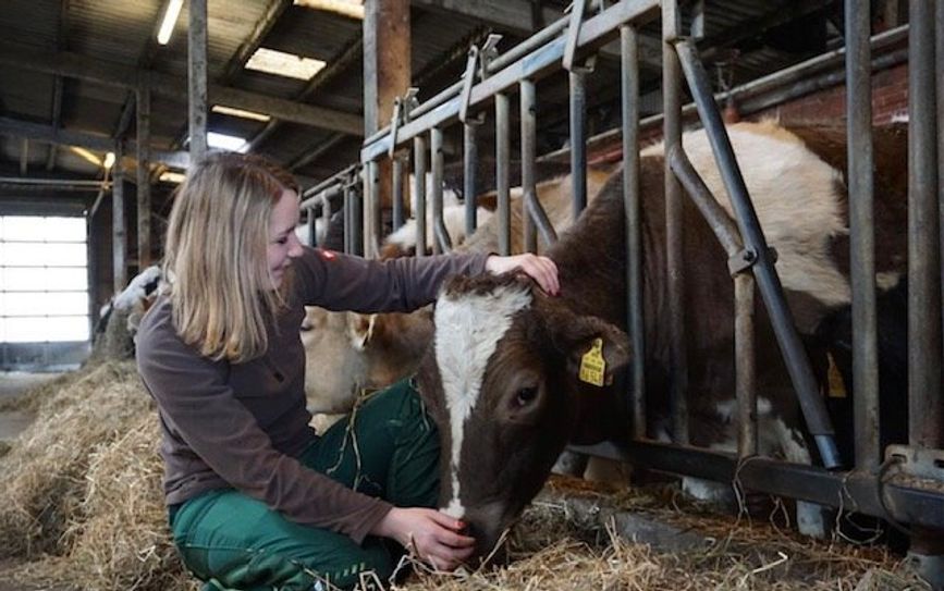 Auf dem Wulfsburger Hof haben die Rinder ein gutes Leben: Marleen Finken kümmert sich persönlich um ihre Tiere.  Foto:eb