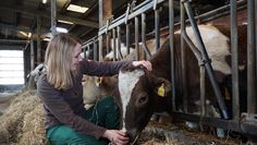 Auf dem Wulfsburger Hof haben die Rinder ein gutes Leben: Marleen Finken kümmert sich persönlich um ihre Tiere.  Foto:eb