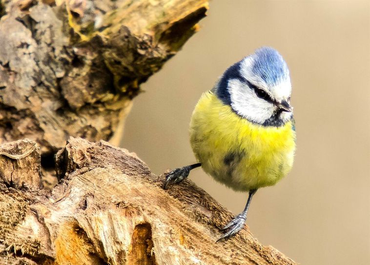 35 Minuten vor Sonnenaufgang stimmt die Blaumeise in das mit Konzert ein.  Foto: NABU/Kathy Büscher