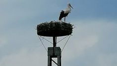 Das Storchennest auf dem ausgemusterten Strommast ist jetzt bewohnt.