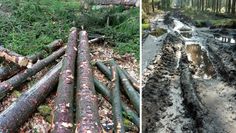 Holzeinschlag während der Brut- und Setzzeit im Kuhstedter Wald.