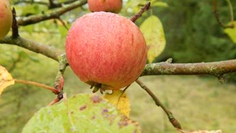 Eine Patenschaft z. B. für einen Apfelbaum dauert 10 Jahre.