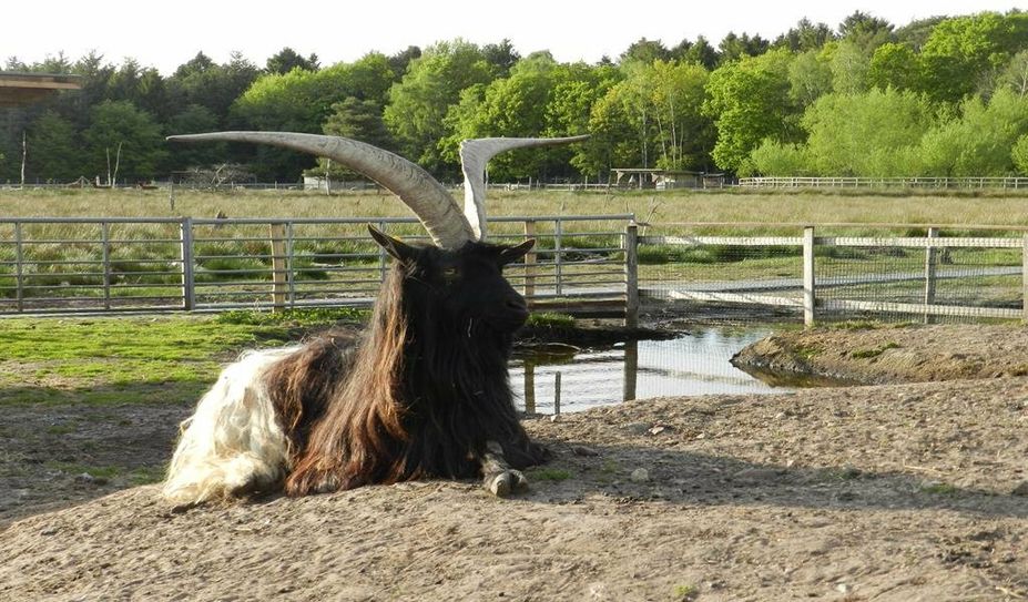 Waliser Schwarzhalsziegenbock Till.