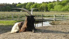 Waliser Schwarzhalsziegenbock Till.