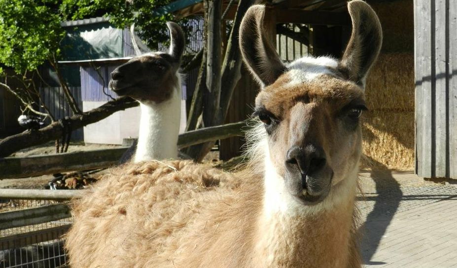 Warten schon auf die Besucher:innen: Die Lamas im Tierpark.