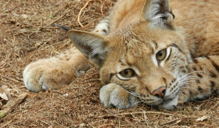 Hautnah an den Tieren - das ist das Alleinstellungsmerkmal des Beverstedter Tierparks.