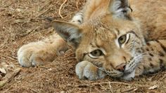 Hautnah an den Tieren - das ist das Alleinstellungsmerkmal des Beverstedter Tierparks.