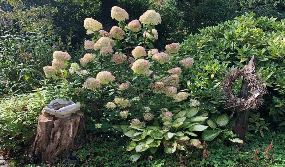 Beeindruckende Pflanzenvielfalt im Garten von Sabine und Ingo Schneider.