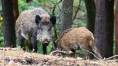 Wildschweine können die Afrikanische Schweinepest übertragen. Für den Fall eines Ausbruch sollen Zäune dabei helfen, die Seuche unter Kontrolle zu halten. Foto: AdobeStock/sunset man