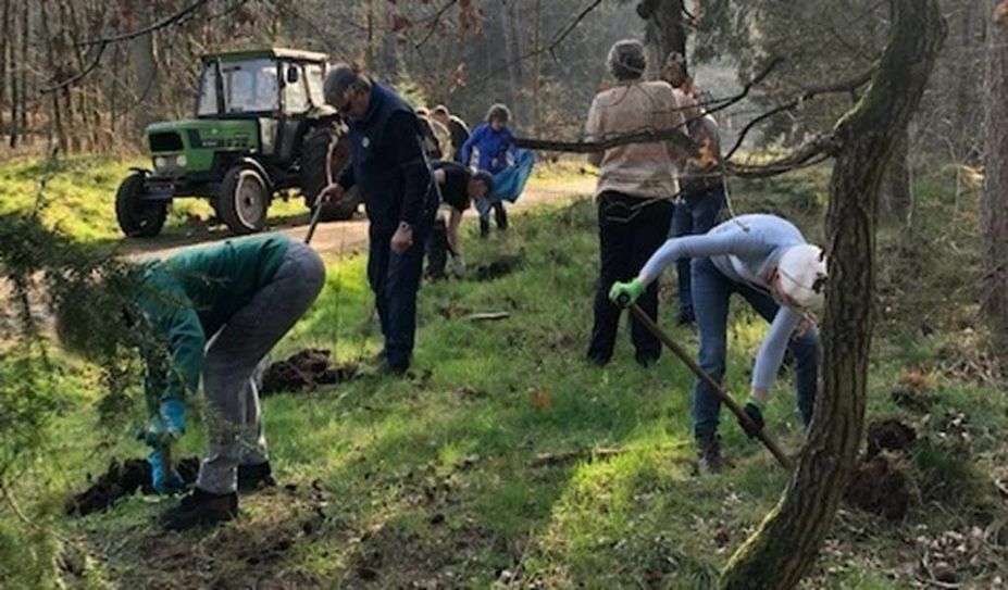 Durch die Pflanzaktion wird die Diversität im Wald erhöht.