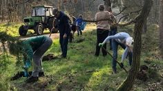 Durch die Pflanzaktion wird die Diversität im Wald erhöht.