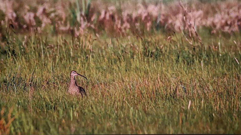 "Morgenstimmung": Bestes Foto in der Kategorie Hammeniederung und Moor.