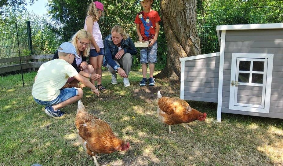 Die Kinder in der Kita Werschenrege kümmerten sich zwei Wochen lang um die Leihhühner - am Wochenende sprangen ihre Eltern ein. Foto: tobo