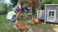 Die Kinder in der Kita Werschenrege kümmerten sich zwei Wochen lang um die Leihhühner - am Wochenende sprangen ihre Eltern ein. Foto: tobo