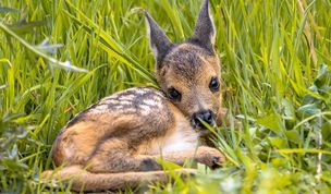 Schutz vor Raubtieren, aber nicht vor Maschinen:Bei Gefahr fliehen sie nicht, sondern drücken sich reglos ins Gras.