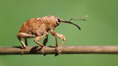Mit einer Anzahl von bis zu 80 Millionen Arten weltweit, haben Insekten eine enorme Artenvielfalt entwickelt: hier der Eichelbohrer.