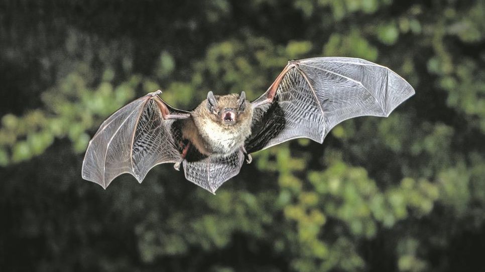 Eine Rauhautfledermaus auf der Jagd nach Insekten.