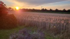 Sting und Tucholsky: Alles ruht auf den „Fields of Gold“.