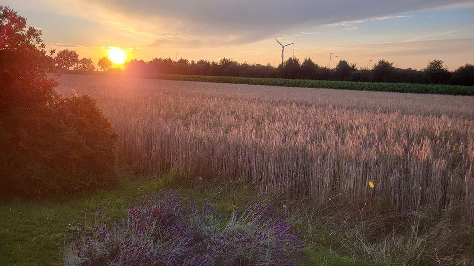 Sting und Tucholsky: Alles ruht auf den „Fields of Gold“.