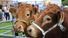 Der Scharmbecker Herbstmarkt ist kein Viehmarkt mehr - dennoch spielt der Bulle weiterhin jedes Jahr eine der Hauptrollen.